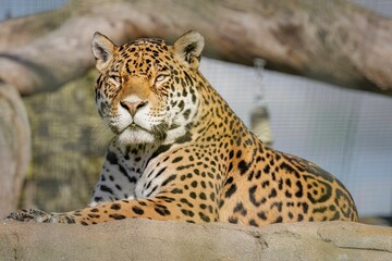Closeup shot of a beautiful jaguar lying on the rock - obrazy, fototapety, plakaty