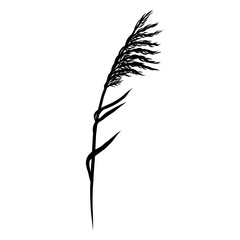 Reed Grass Silhouette, Bulrush, Pampas, Steppe Feather Dry Grass. Black Hand Drawn Reeds Sketch Illustration. Vector Element Isolated on a White Background.