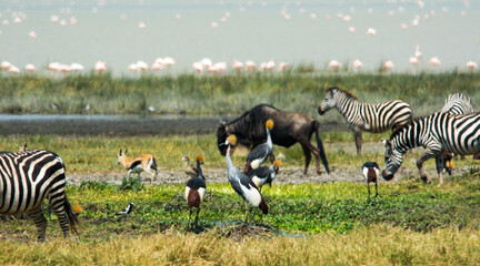 A mixture of wildlife in Ngorogoro Crater in Tanzania