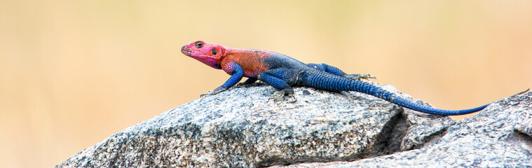 African redhead agamas relaxing on a rock - obrazy, fototapety, plakaty