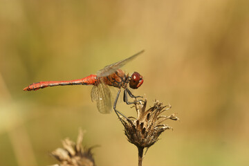 Closeup of a male Ruddy Darter, Sympetrum sangiuneum against a green blurred background