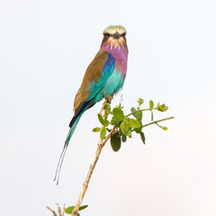 An isolated Lilac breasted Roller in Tanzania