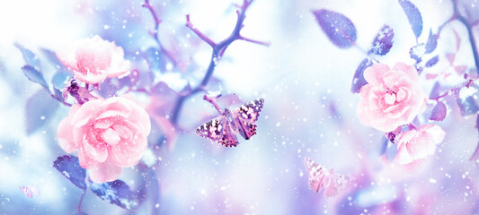 Beautiful pink roses and butterflies in the snow and frost on a blue and pink background. Artistic winter natural image. Selective and soft focus. Banner format.