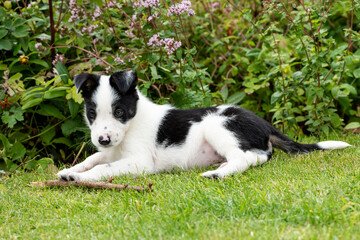Border Collie pup at 8 weeks