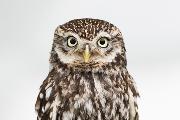 Little owl staring contest