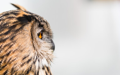Portrait of an Eagle owl