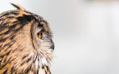 Raamstickers Portrait of an Eagle owl © Steven
