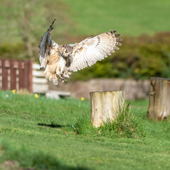 European Eagle Owl in Flight