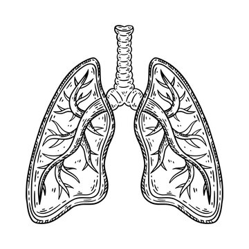 Human lungs and bronchi hand drawn sketch. Vector isolated illustration.