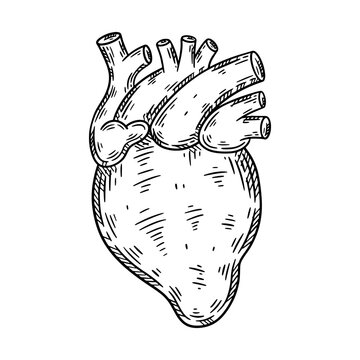 Human heart hand drawn sketch. Vector isolated illustration.