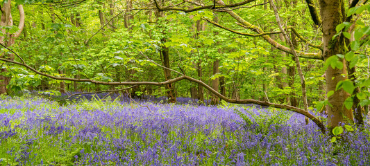 Blue bell woods in Warwickshire UK