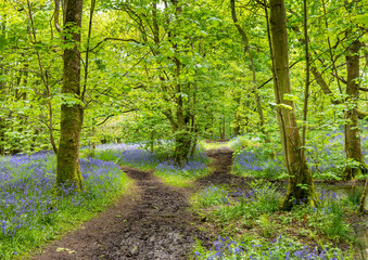Blue bell woods in Warwickshire UK