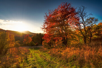 Fototapeta premium autumn in the forest