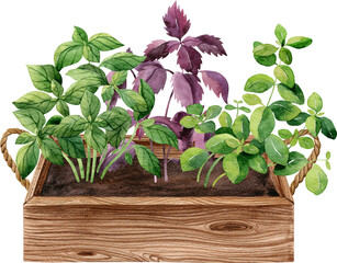 Wooden box with growing green and purple basil and oregano. Watercolor handdrawn illustration. Apartment gardening concept clipart.