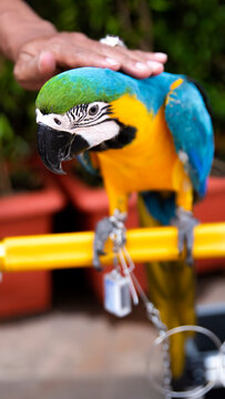 The blue gold macaw's expression is touched by a very cute human