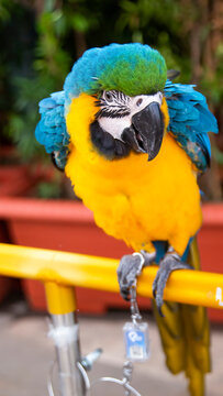 The cute golden blue macaw has a face like a clown and while raising his head feathers