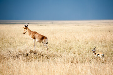 impala& 39 s en babyantilopen in de savanne in de Ngorogoro-krater