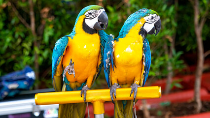 The expressions of the two gold blue macaws when in the photo are stunning and like twins