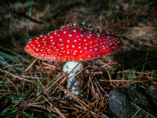 Red Mushroom  Fly Agaric ( Amanita Muscaria )  on the floor of a pine forest
