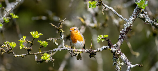 Robin Redbreast in the Garden