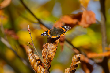 Red admiral butterfly (Vanessa Atalanta) with open wings perched on a brown leaf in Zurich, Switzerland