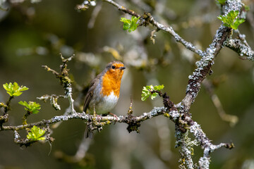 Robin Redbreast in the Garden