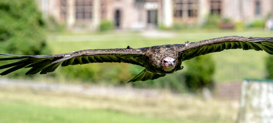 Bald Eagle in flight and at rest