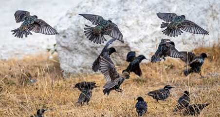 Starlings taking flight