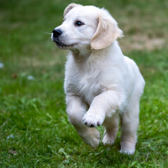 Cute bouncing golden retriever puppy