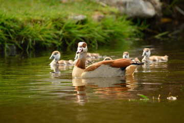 Egyptian Geese on pond