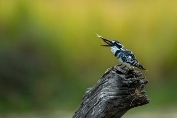 Closeup of a pied kingfisher (Ceryle rudis) with fish in its beak perched on a wooden branch © Etienne Botha/Wirestock Creators