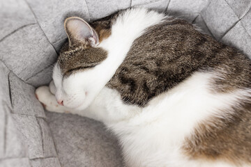 Fototapeta na wymiar Cute fat domestic cat sleeping in cozy gray felt storage basket, fall