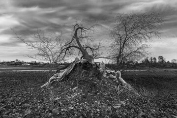 Black and white autumn photo of an old tree damaged by lightning, but still growing.