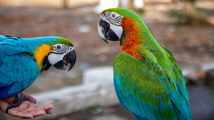 Two different types of macaws with very nice colors are interesting to have © Radhitya Ardian Arka