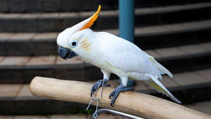 Yellow-crested old parrot is very good for keeping
