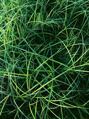 Grasses in a meadow, top view close-up
