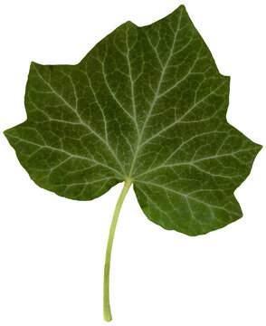 Ivy leaf transparent PNG