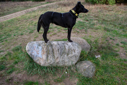 Czarny pies, kundelek stoi na kamieniu