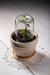 a rose stalk in a ceramic pot under a glass jar