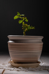 a rose stalk in a ceramic pot on a dark background