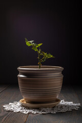 a rose stalk in a ceramic pot on a dark background