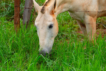 Naklejka na ściany i meble Close na cara de um cavalo branco, um pouco sujo de terra, e que está comendo capim fresco.