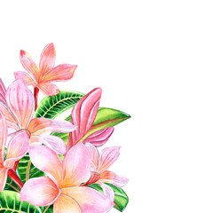 Tropical plumeria flowers on an isolated white background, watercolor hand illustration.