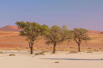 Naklejka na ściany i meble Deadvlei, white clay pan located inside the Namib-Naukluft Park in Namibia.Africa.