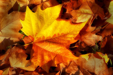 Naklejka na ściany i meble Goldenes Ahornblatt liegt am Boden im Herbst