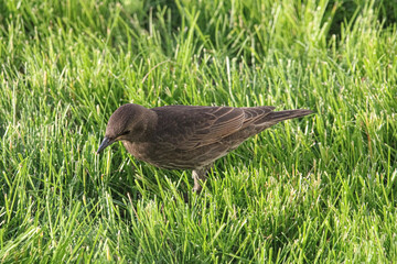 A Female Blackbird