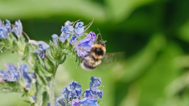 Garden bumblebee and Viper's bugloss flowers - Bombus hortorum, Echium vulgare