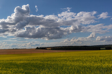 rapeseed field and a cloudy sky