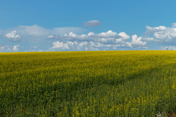 rapeseed field and a cloudy sky