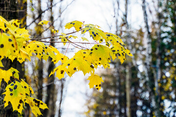Yellow maple leaves with black dots are affected by fungal disease